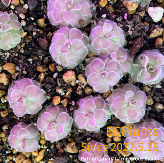 Pinguicula “Esseriana” x “Gypsicola”