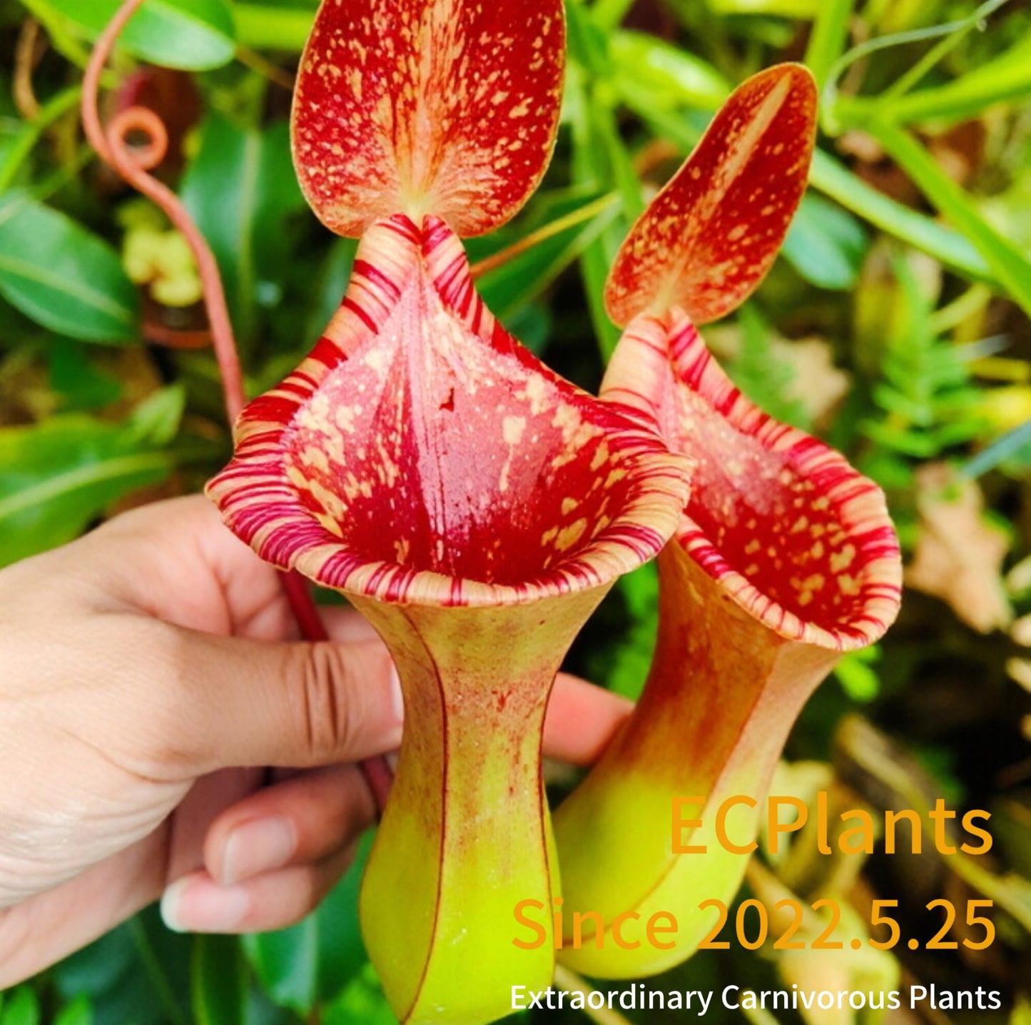 Nepenthes “Lowii” x “Ventricosa“- red