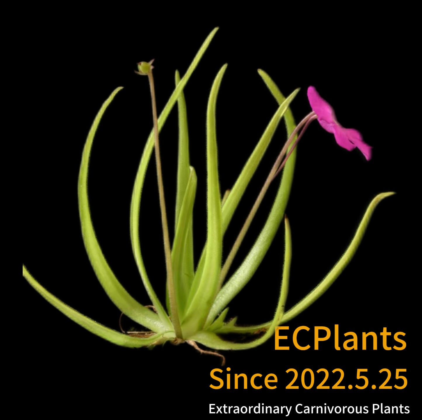Pinguicula “Moctezumae”