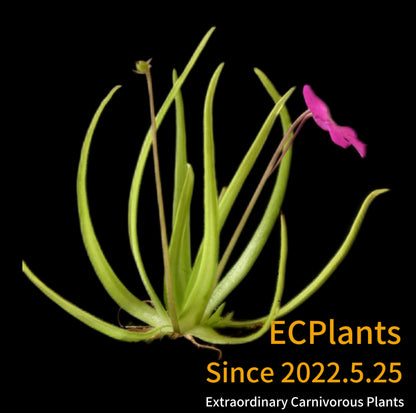 Pinguicula “Moctezumae”