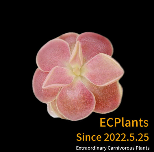 Pinguicula “Sethos”