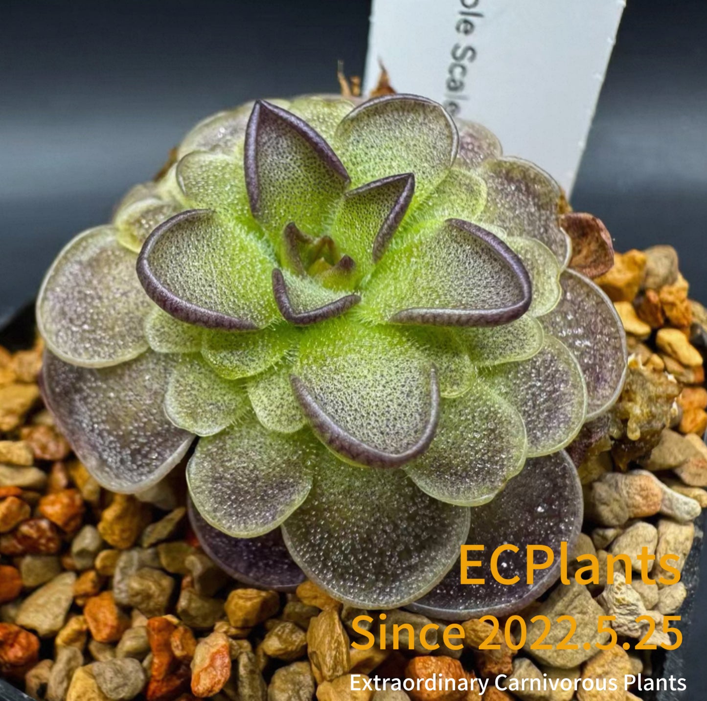 Pinguicula “Purple Scale”