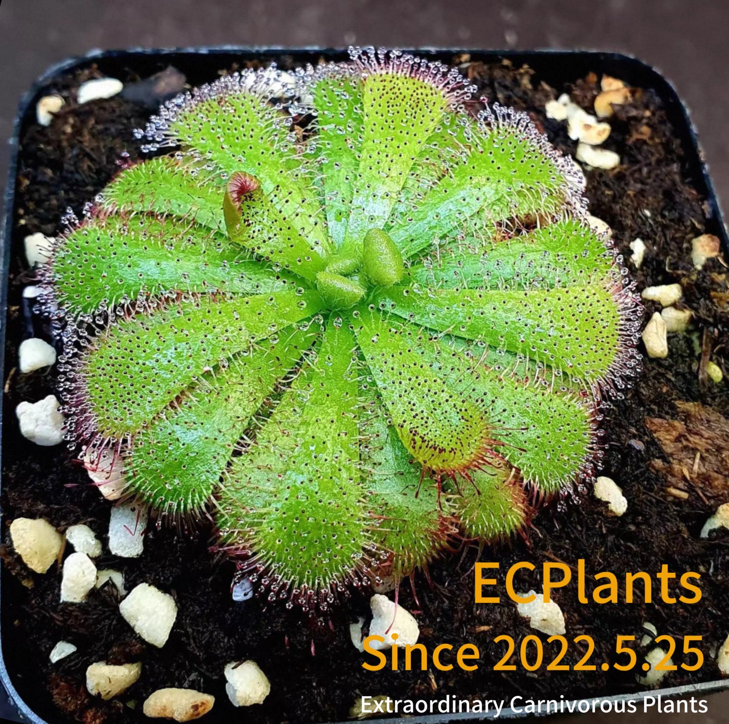 Drosera Admirabilis