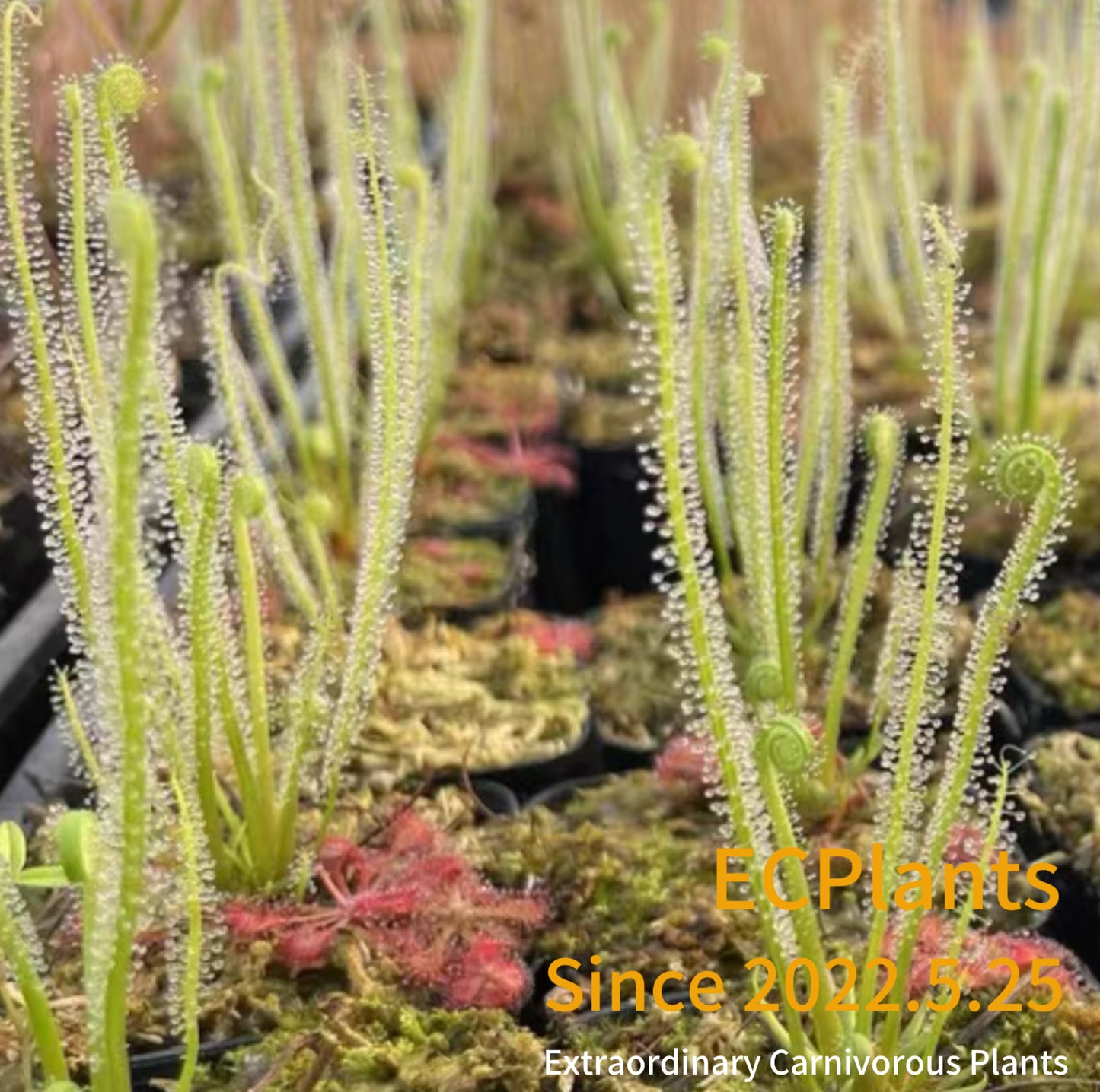 Drosera Filiformis