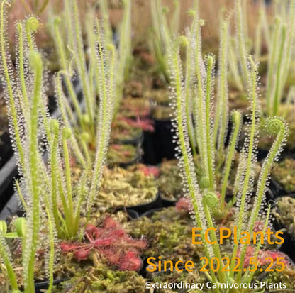 Drosera Filiformis