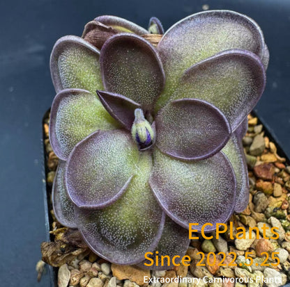 Pinguicula “Purple Scale”