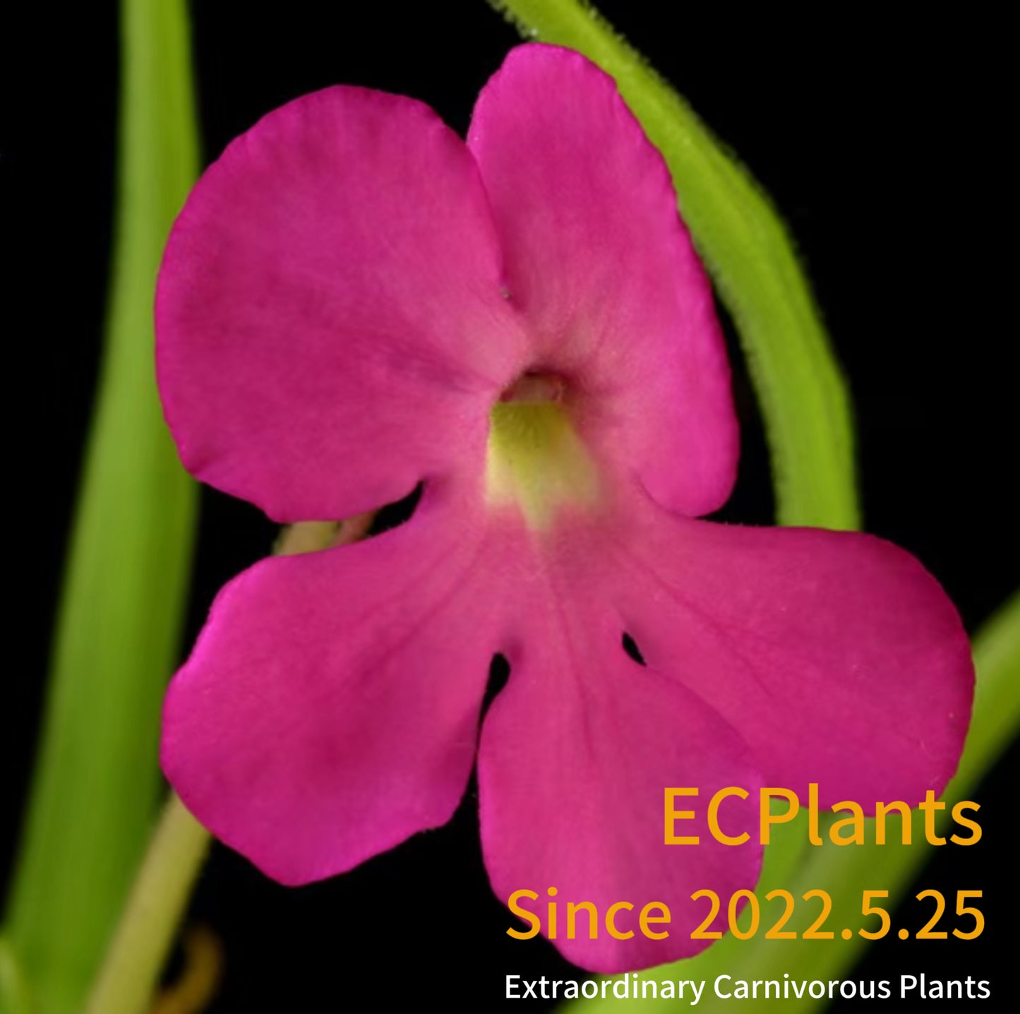 Pinguicula “Moctezumae”