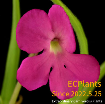 Pinguicula “Moctezumae”