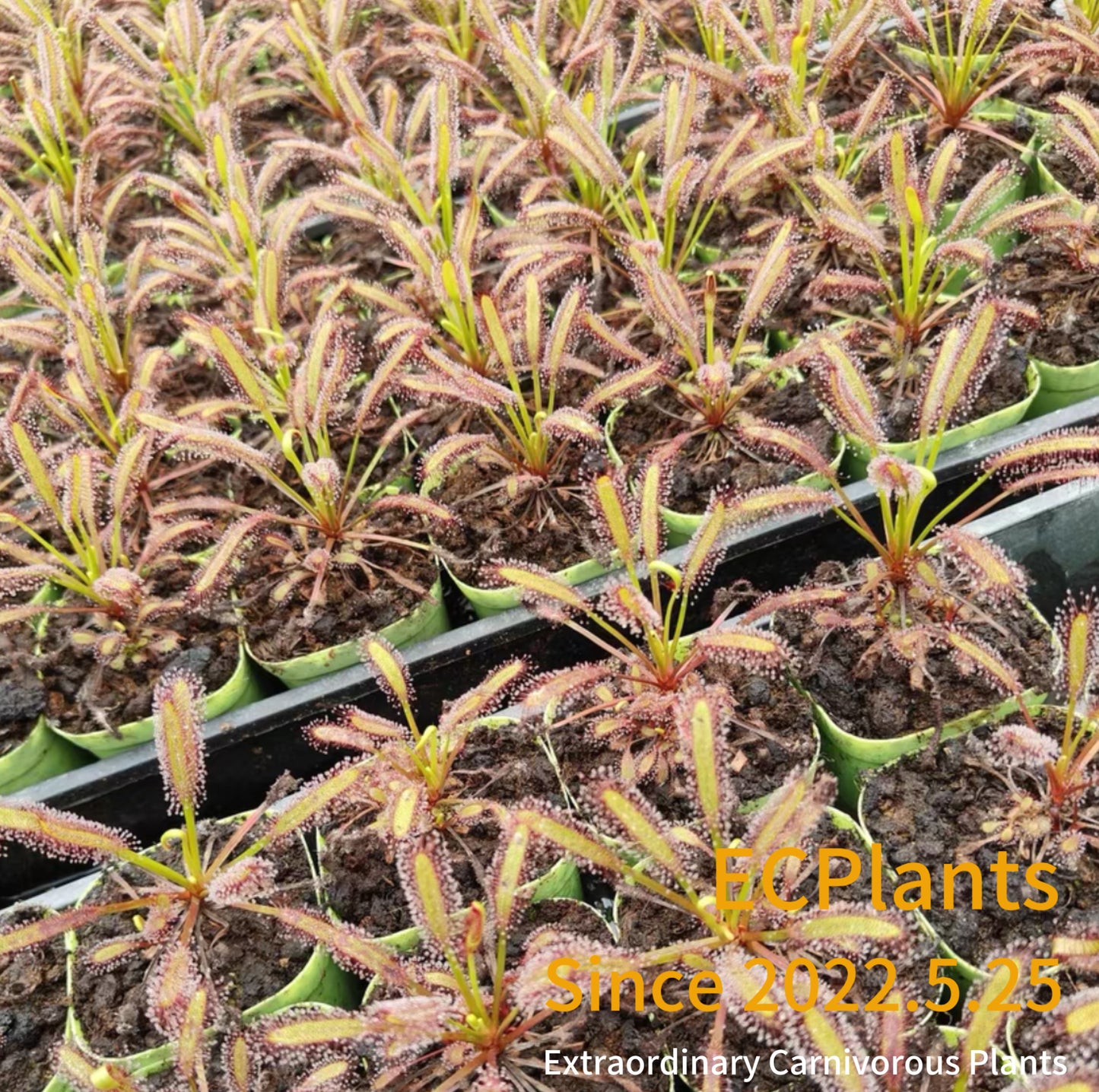 Drosera Capensis