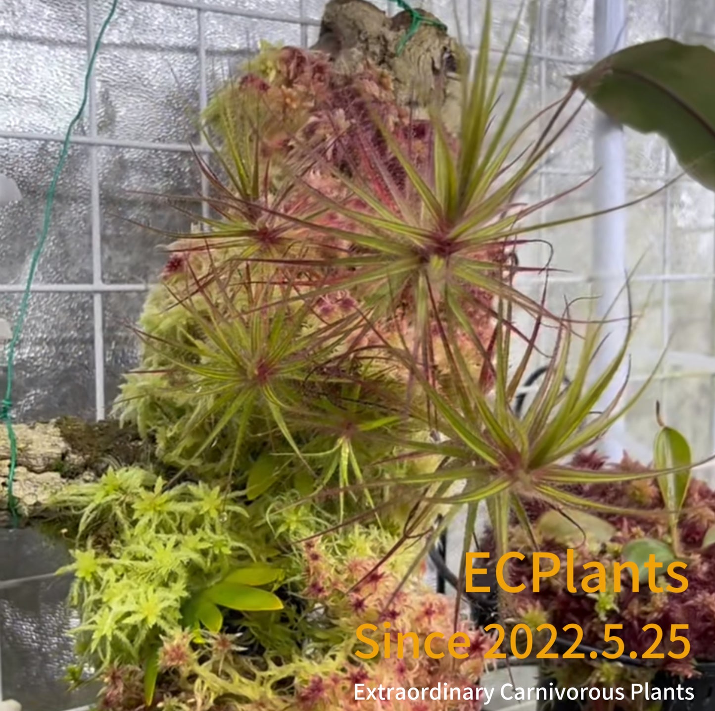 Roridula Gorgonias