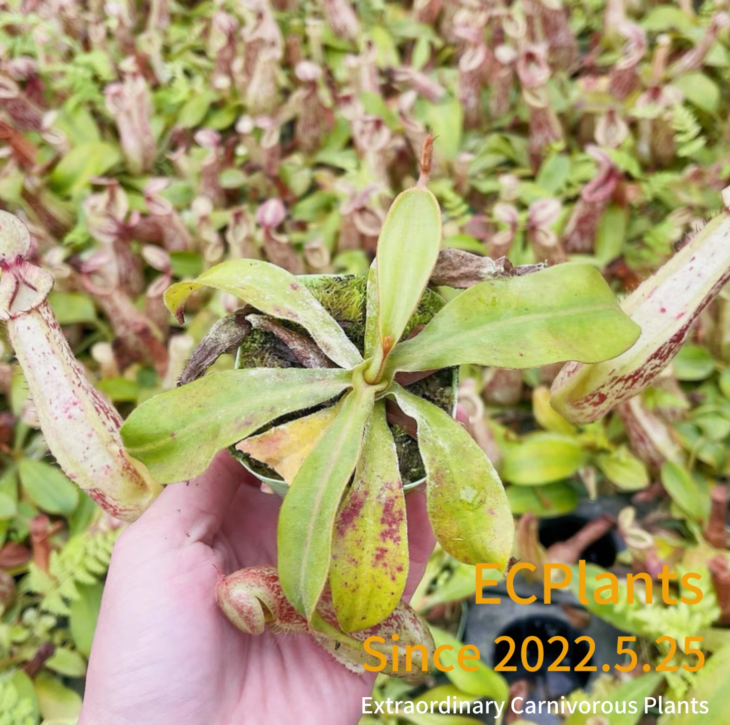 Nepenthes Dyeriana