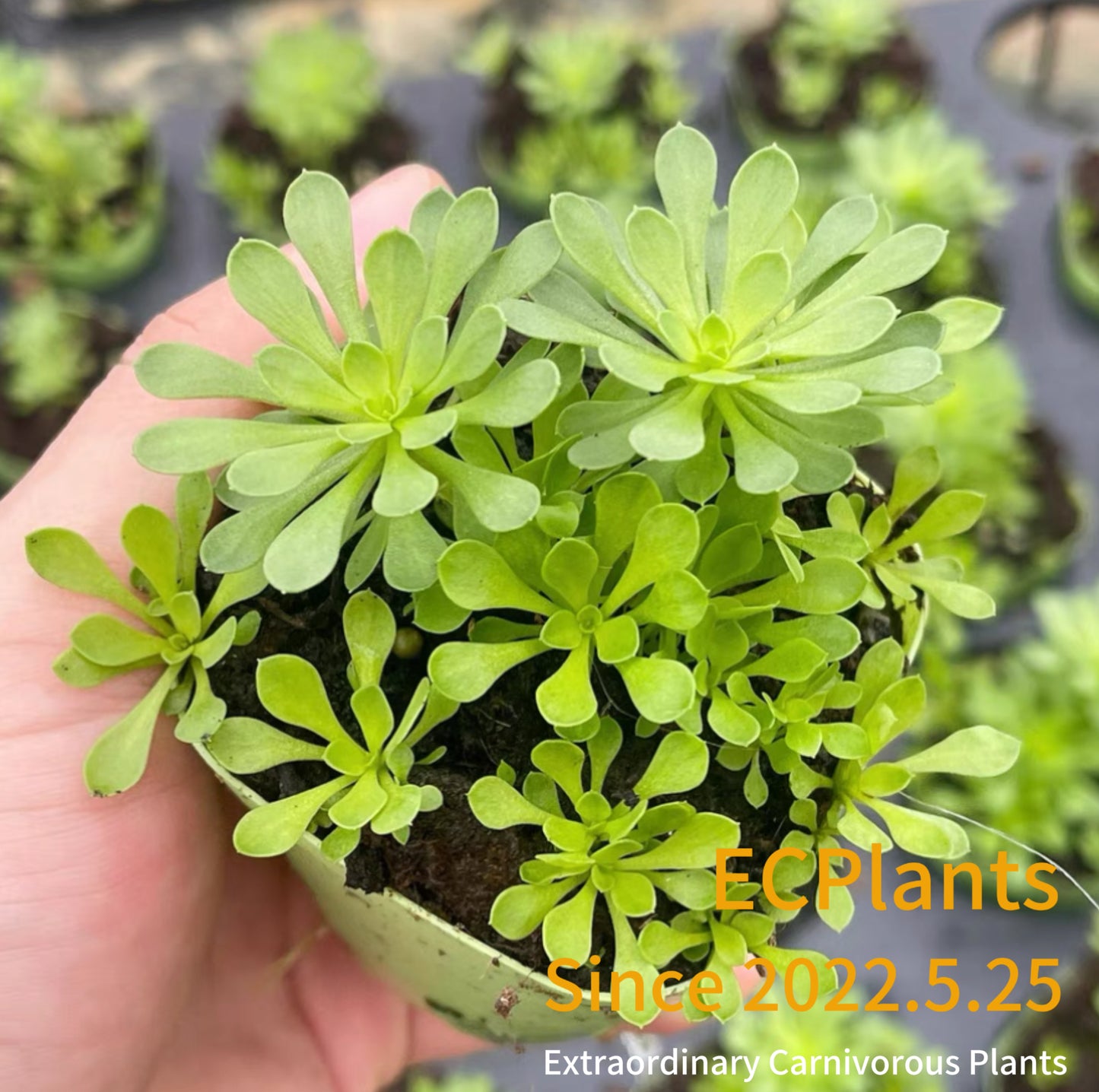 Stylidium Debile