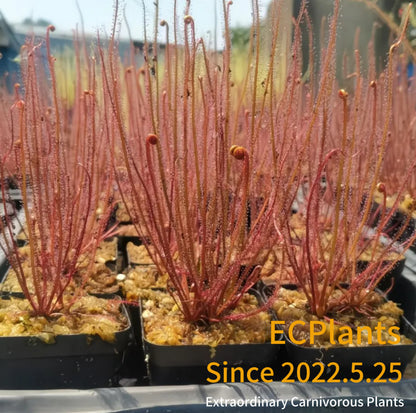 Drosera Filiformis