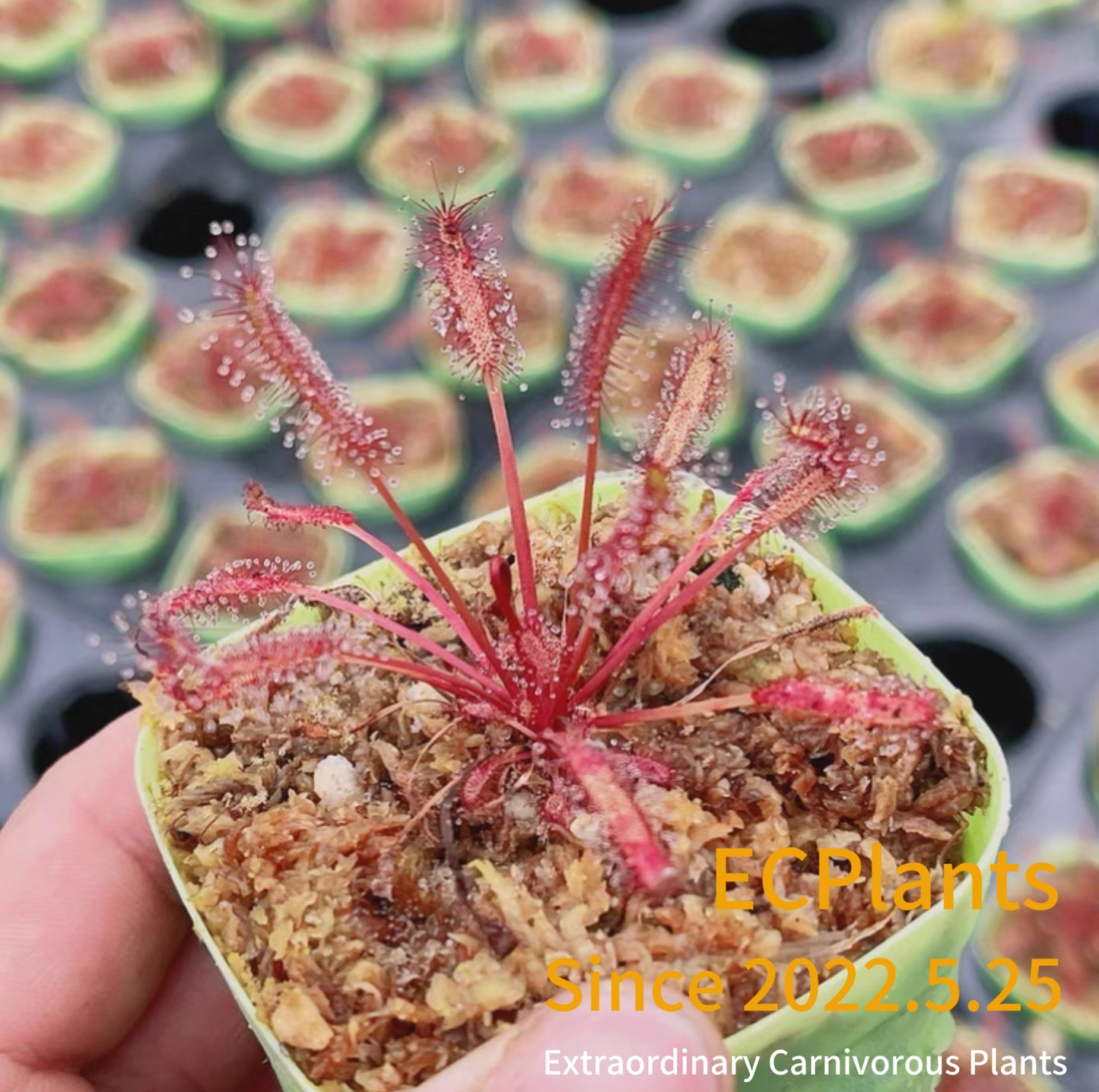 Drosera Capensis
