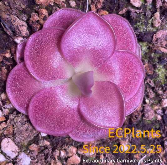 Pinguicula “Sethos”