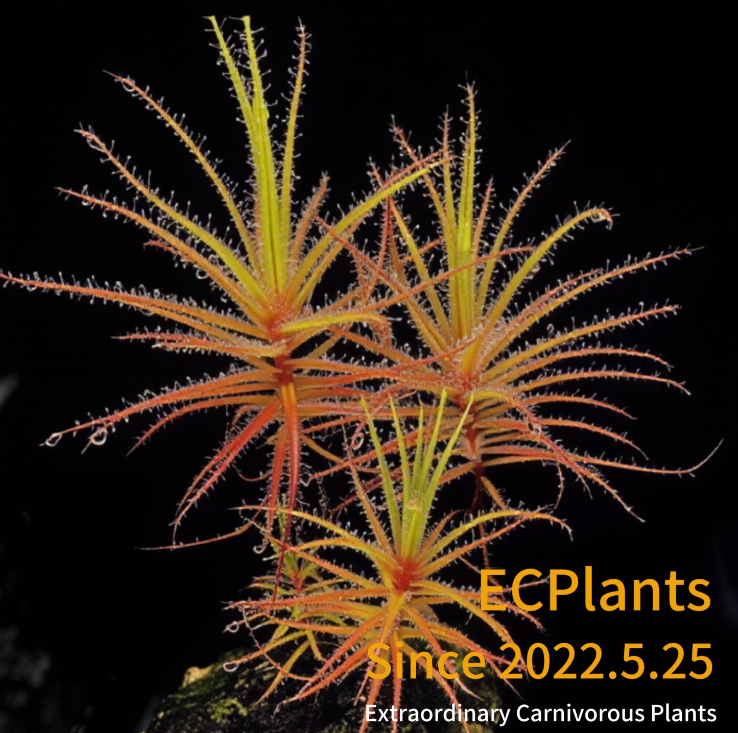 Roridula Gorgonias
