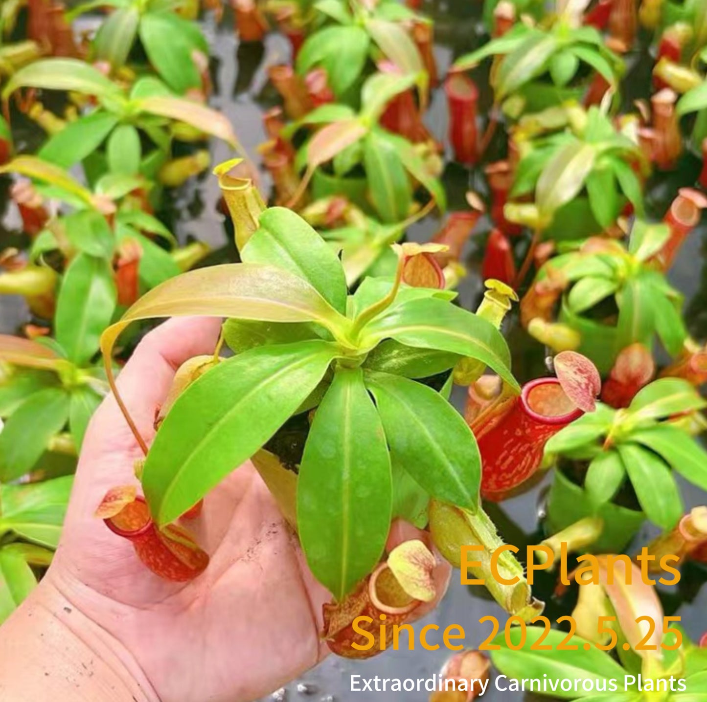 Nepenthes Gaya