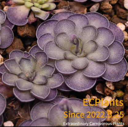 Pinguicula “Cyclosecta”
