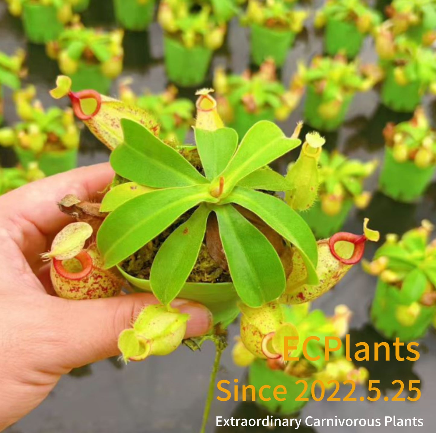 Nepenthes Hookeriana
