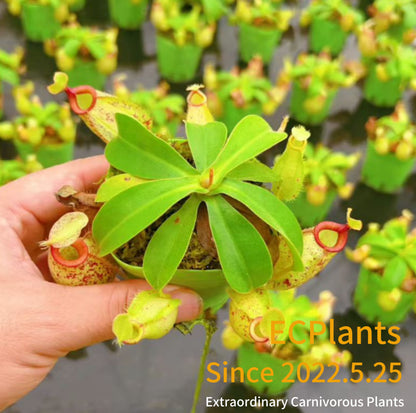 Nepenthes Hookeriana