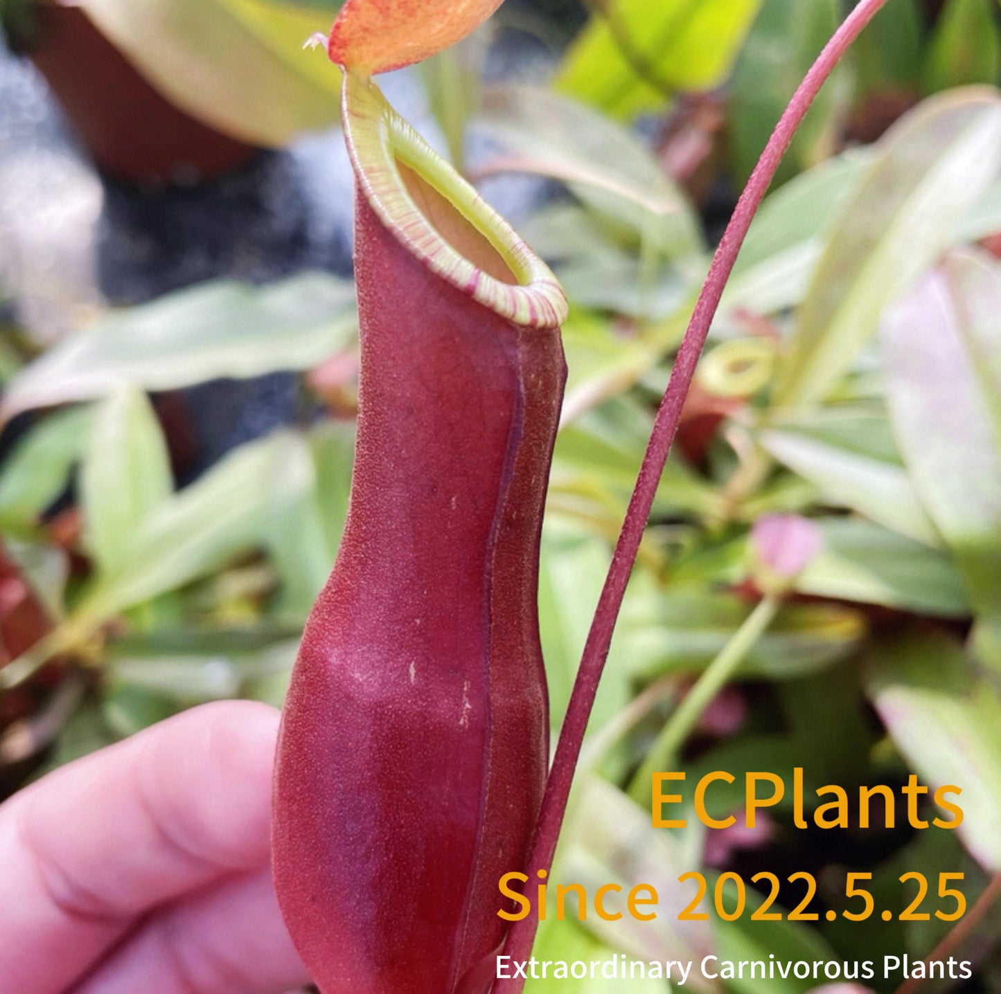 Nepenthes Mirabilis-red form