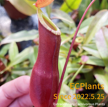 Nepenthes Mirabilis-red form