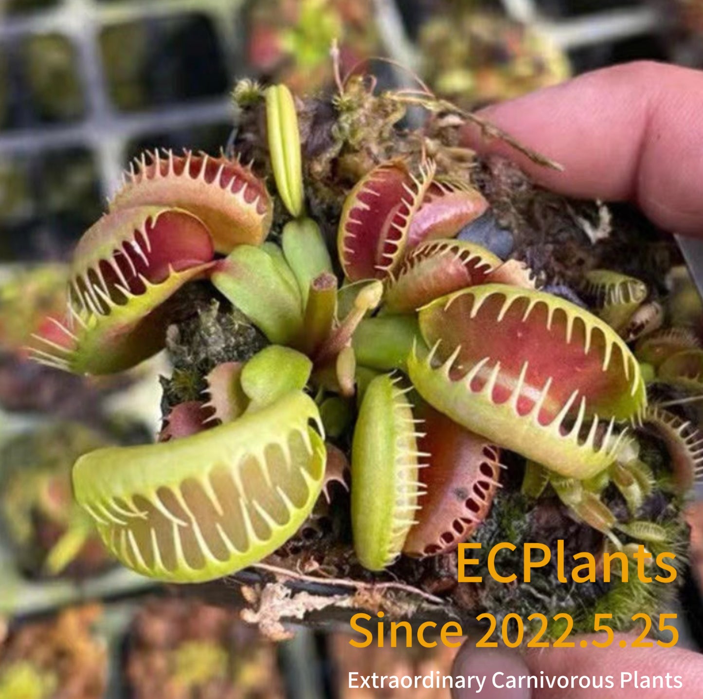Dionaea Muscipula Bloody Nurse