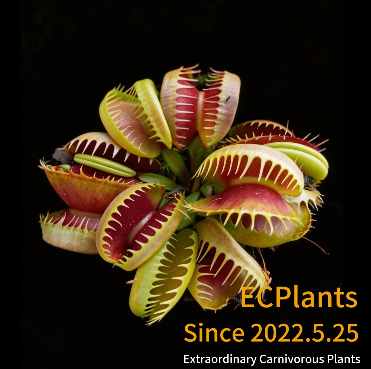 Dionaea Muscipula Bloody Nurse
