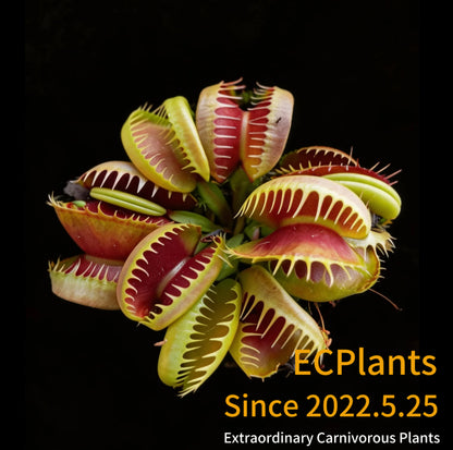 Dionaea Muscipula Bloody Nurse