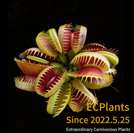 Dionaea Muscipula Bloody Nurse