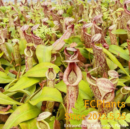 Nepenthes Dyeriana