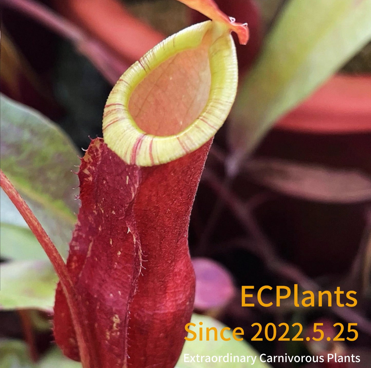 Nepenthes Mirabilis-red form