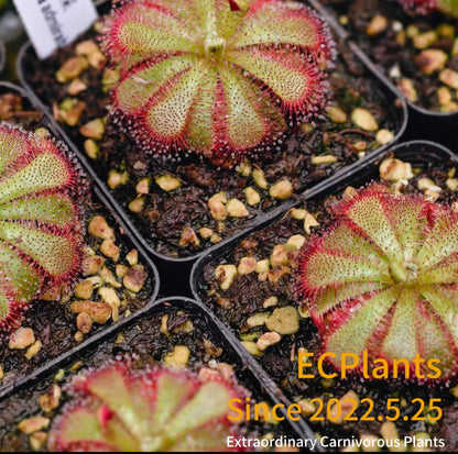 Drosera Admirabilis
