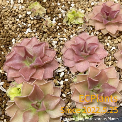Pinguicula “Sethos”