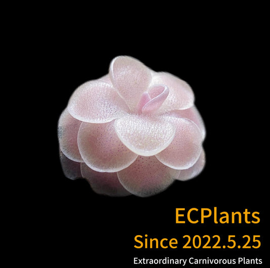 Pinguicula “Esseriana” x “Gypsicola”