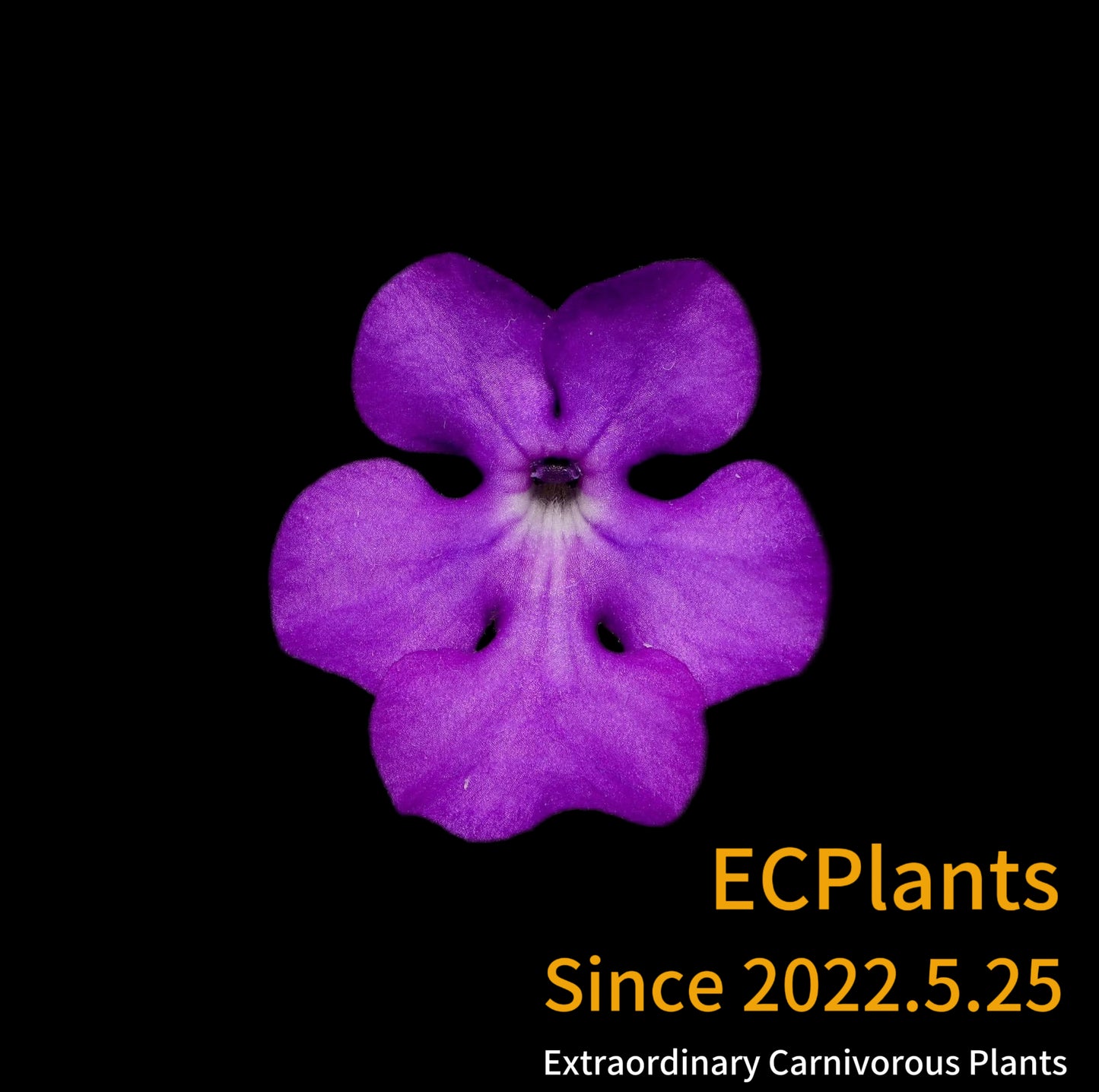 Pinguicula “Cyclosecta”