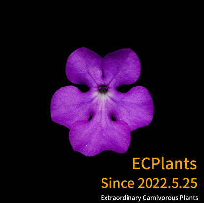 Pinguicula “Cyclosecta”