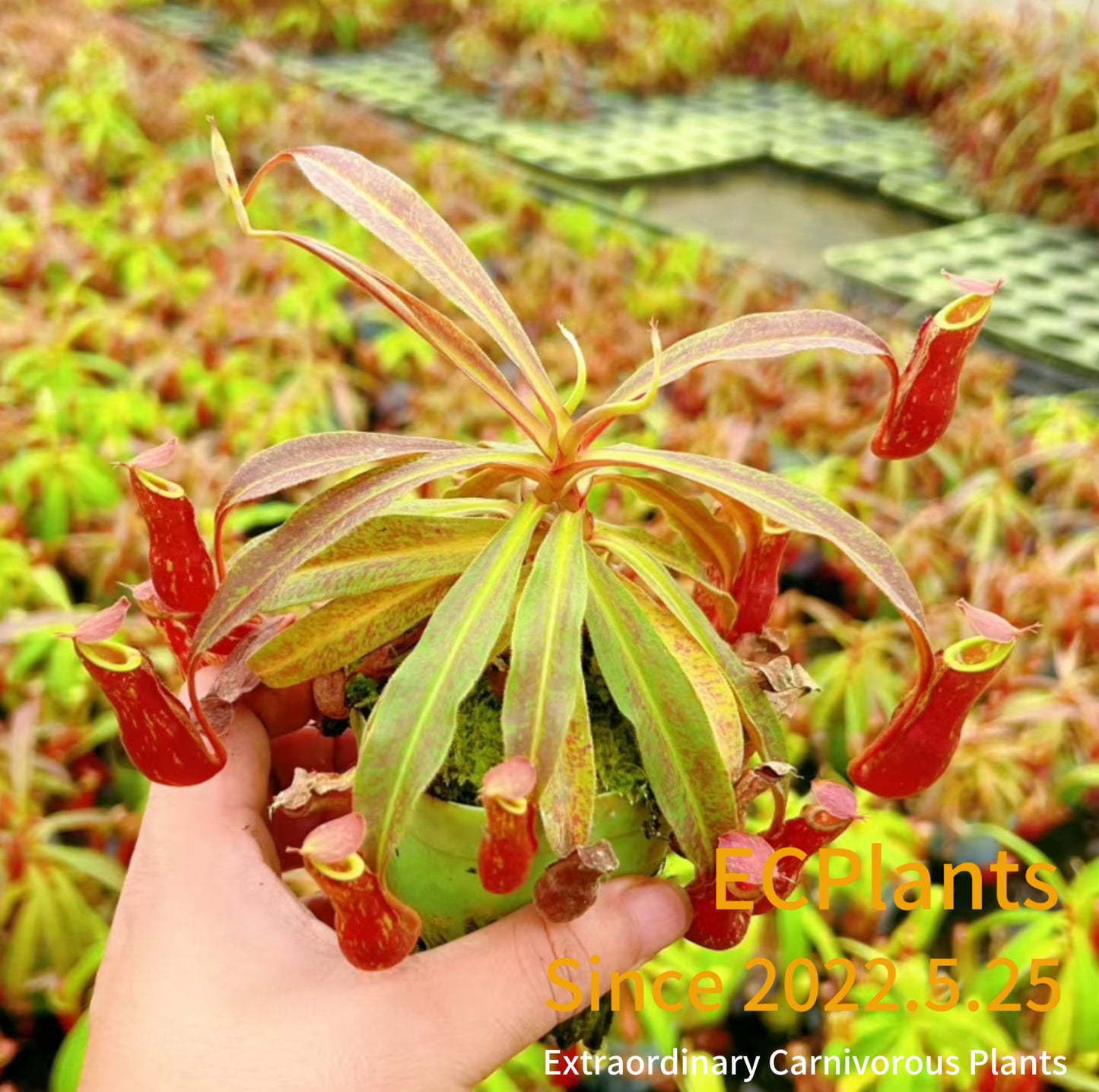 Nepenthes Mirabilis-red form
