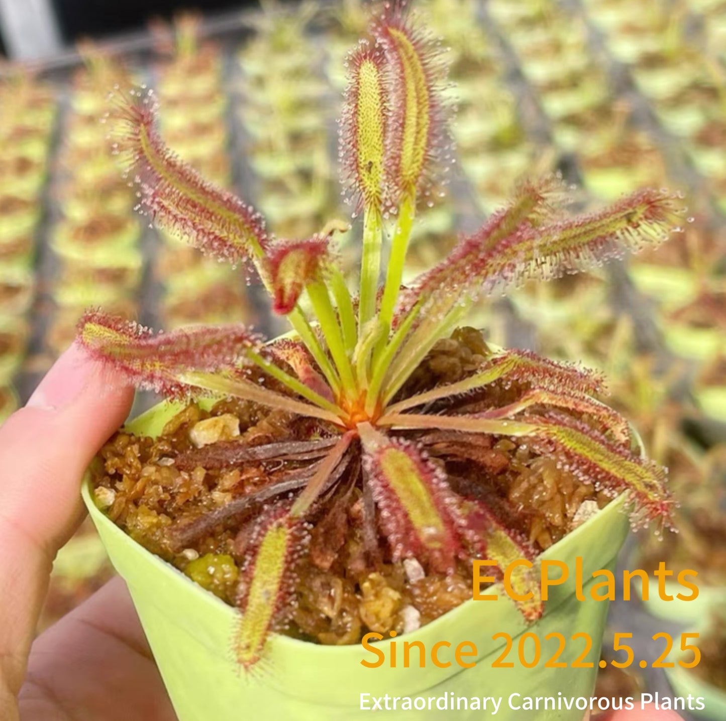 Drosera Capensis