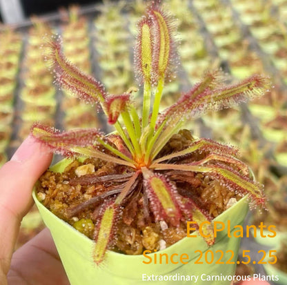 Drosera Capensis