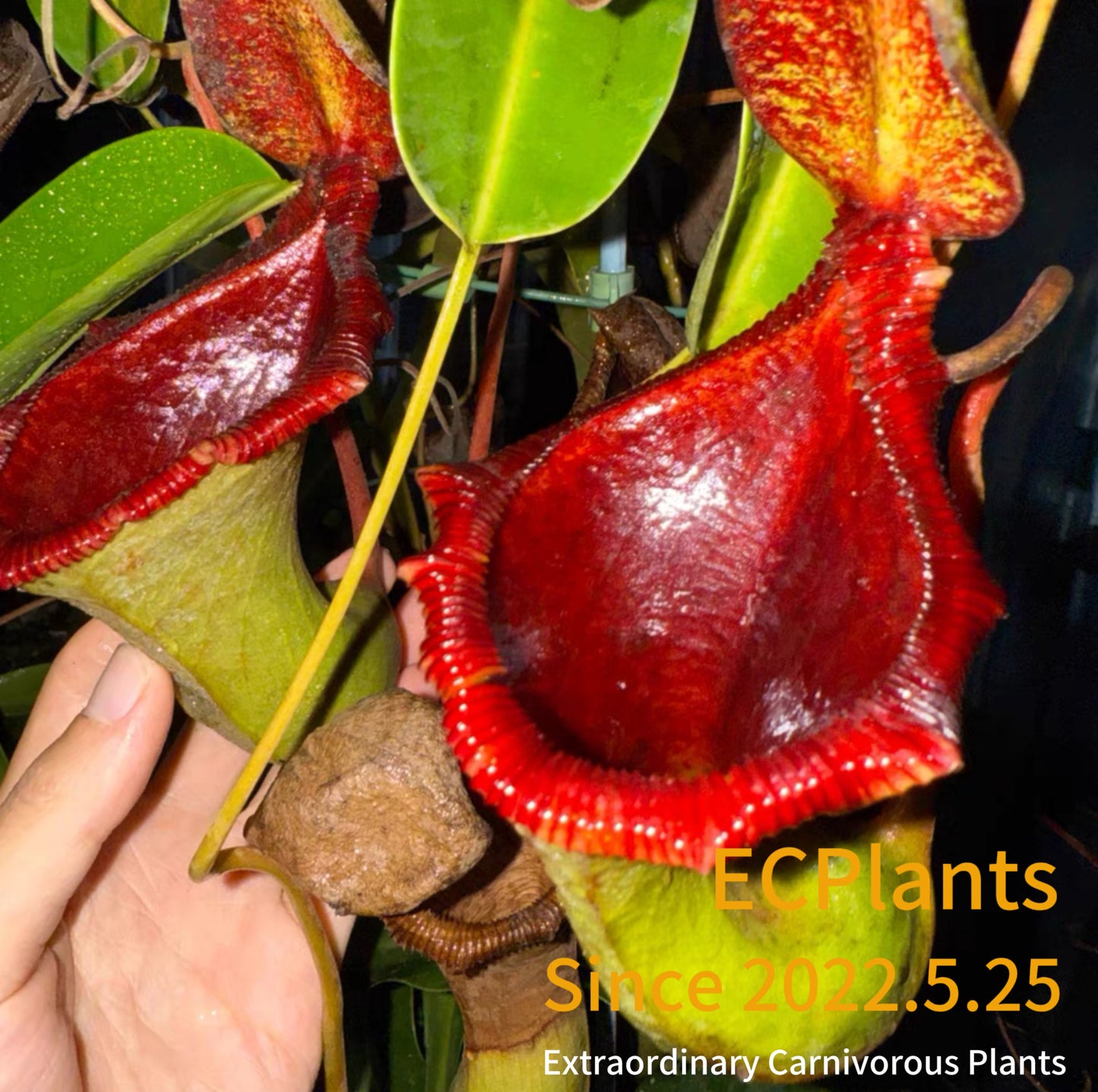 Nepenthes “Lowii” x “Ventricosa“- red