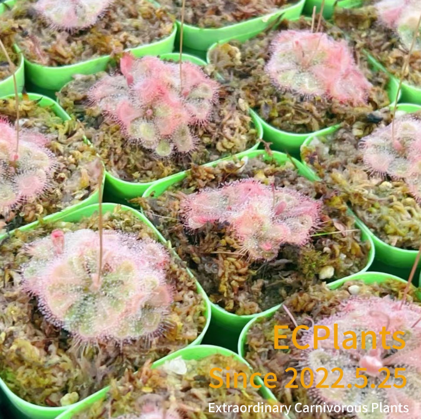 Drosera Burmanni