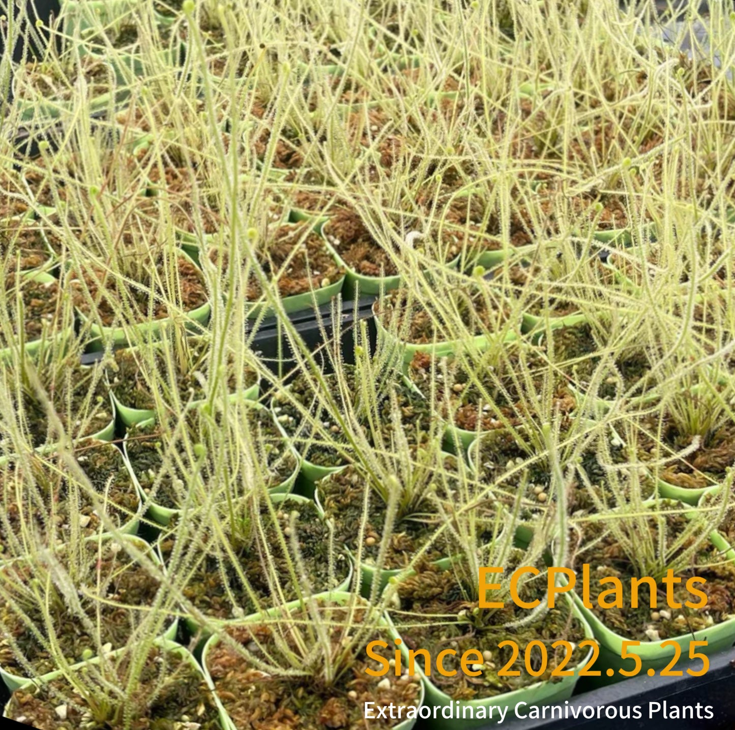 Drosera Filiformis
