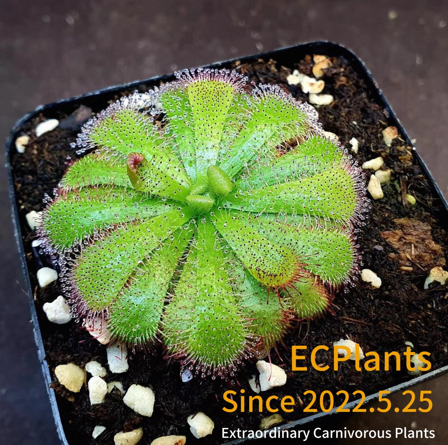 Drosera Admirabilis
