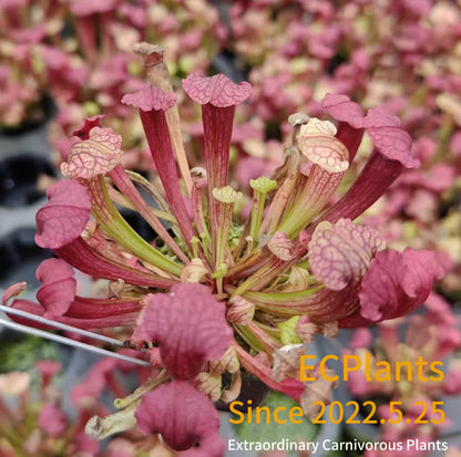 Sarracenia “Fiona”