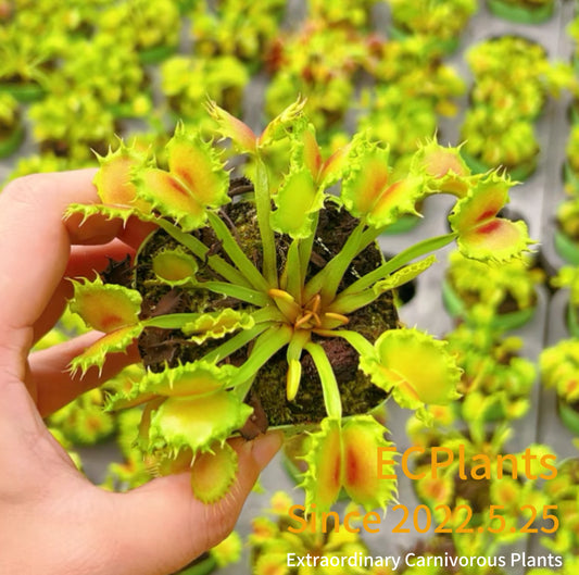 Dionaea Muscipula “Chinese Dumplings”