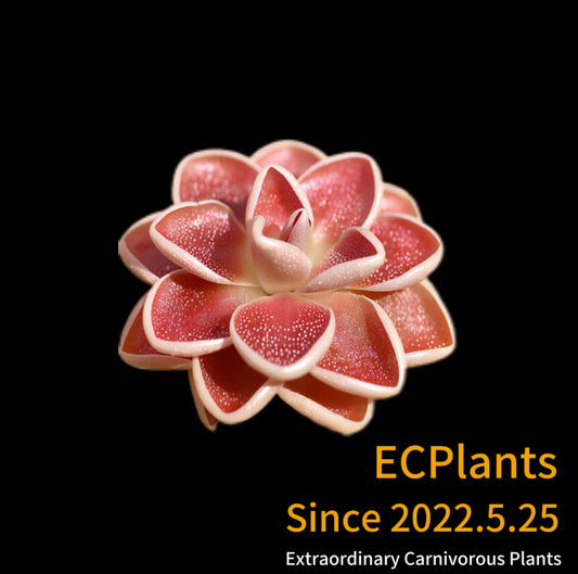 Pinguicula “Ehlersiae”-ixmiquilpan rehion