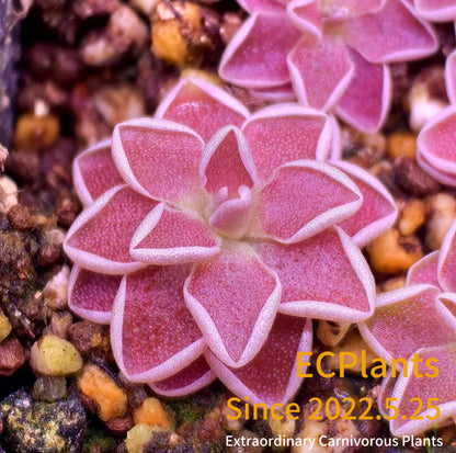 Pinguicula “Ehlersiae”-ixmiquilpan rehion