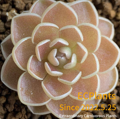 Pinguicula “Ehlersiae”-ixmiquilpan rehion