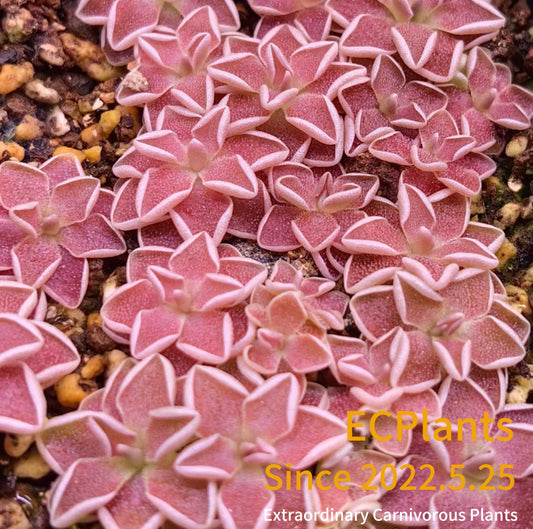 Pinguicula “Ehlersiae”-ixmiquilpan rehion